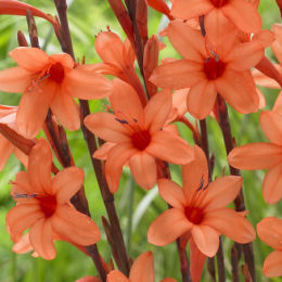 Watsonia borbonica 'Peach Glow'